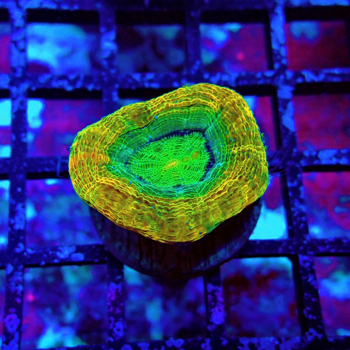 Acan Bower Ultra Frag