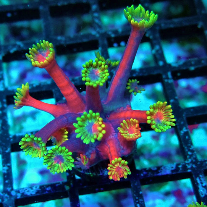 REx Iron Man Goniopora XL Polyps