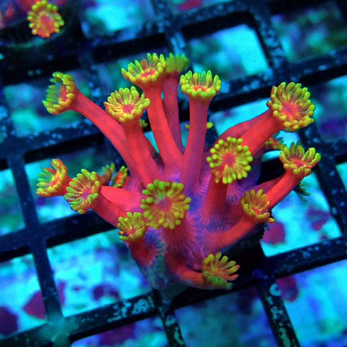 REx Iron Man Goniopora XL Polyps