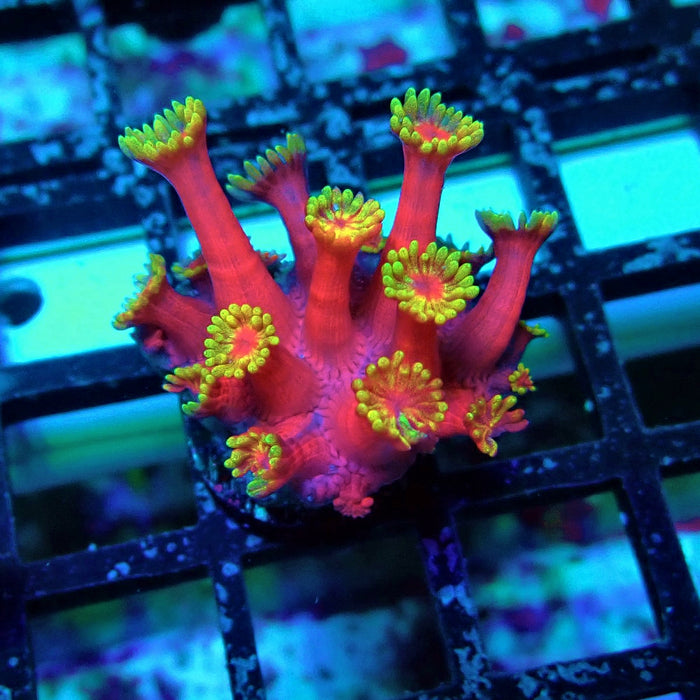 REx Iron Man Goniopora XL Polyps
