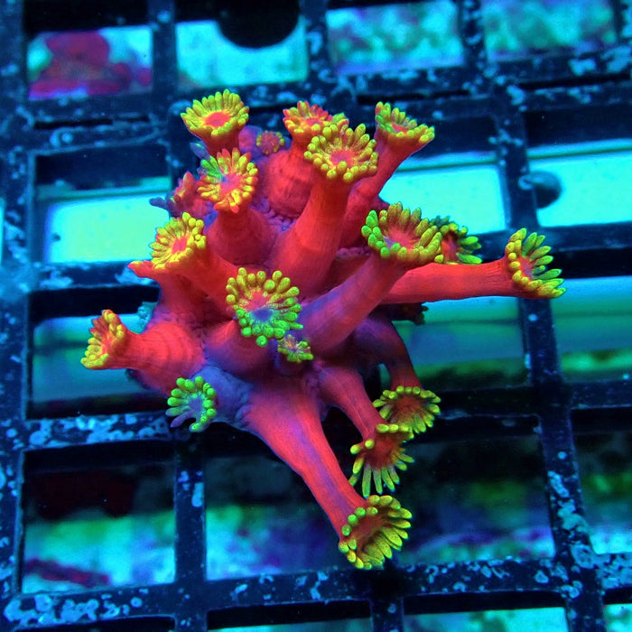 REx Iron Man Goniopora XL Polyps