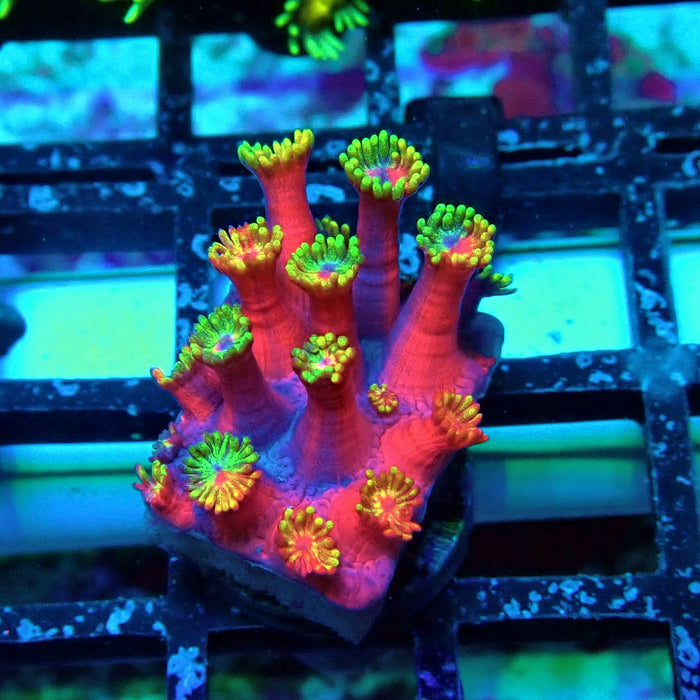 REx Iron Man Goniopora XL Polyps