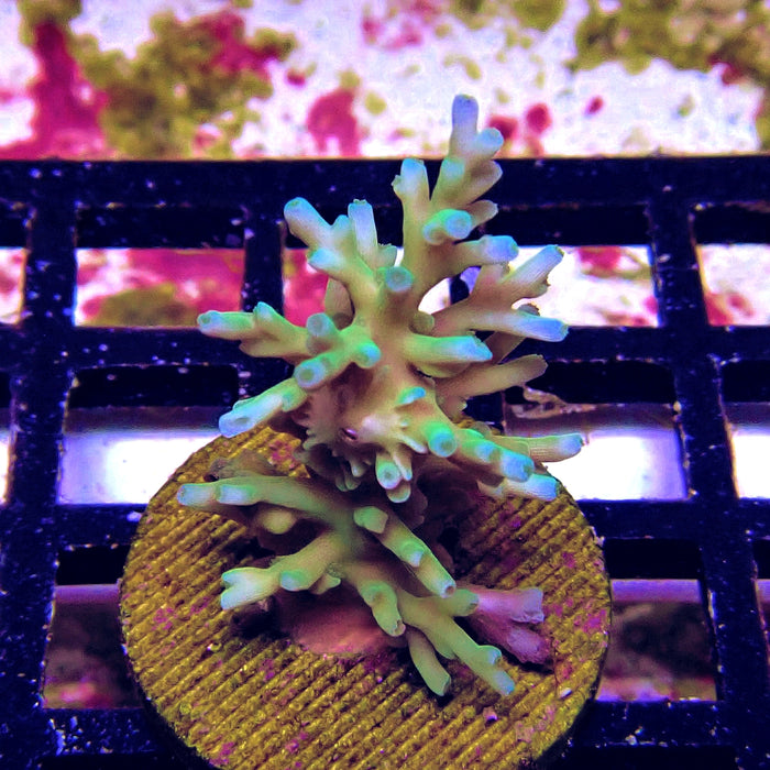 Ice Fire Acro Frag