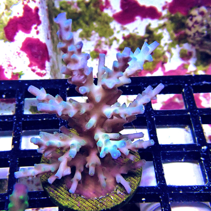 Ice Fire Acro Frag