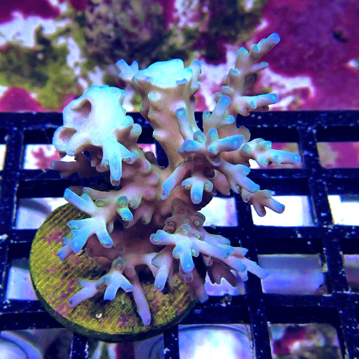 Ice Fire Acro Frag