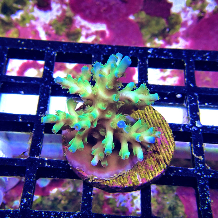Ice Fire Acro Frag