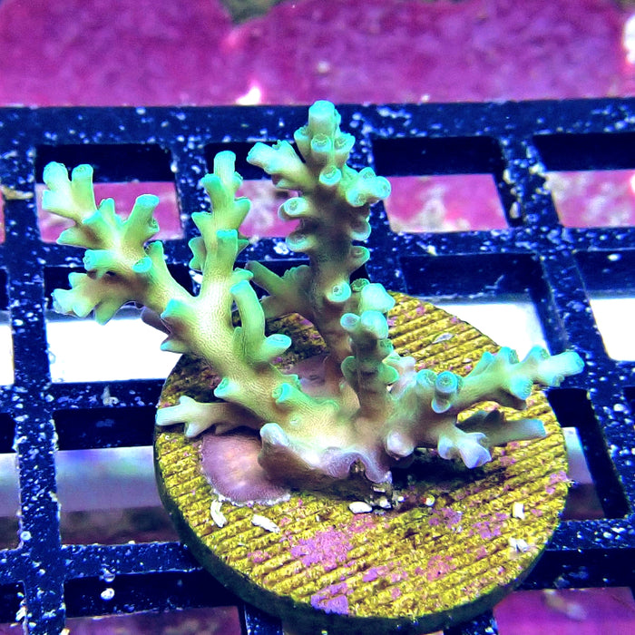 Ice Fire Acro Frag