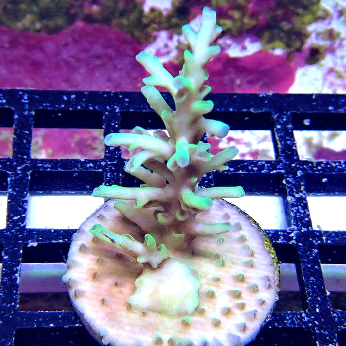Ice Fire Acro Frag