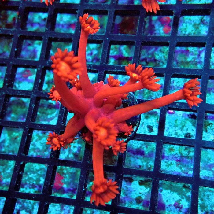 Goniopora Ultra Red XXL Polyp Premium
