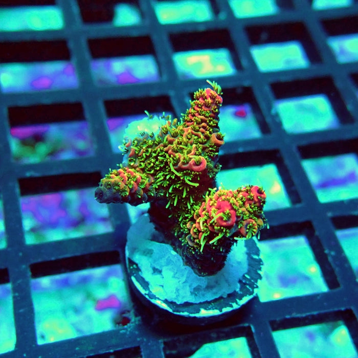 REx Crazy Bright Rainbow Mille