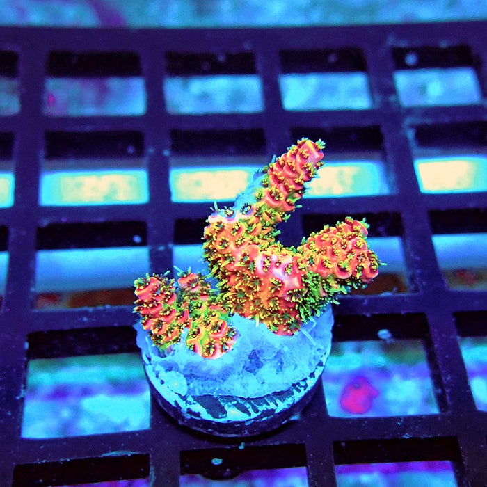 REx Crazy Bright Rainbow Mille