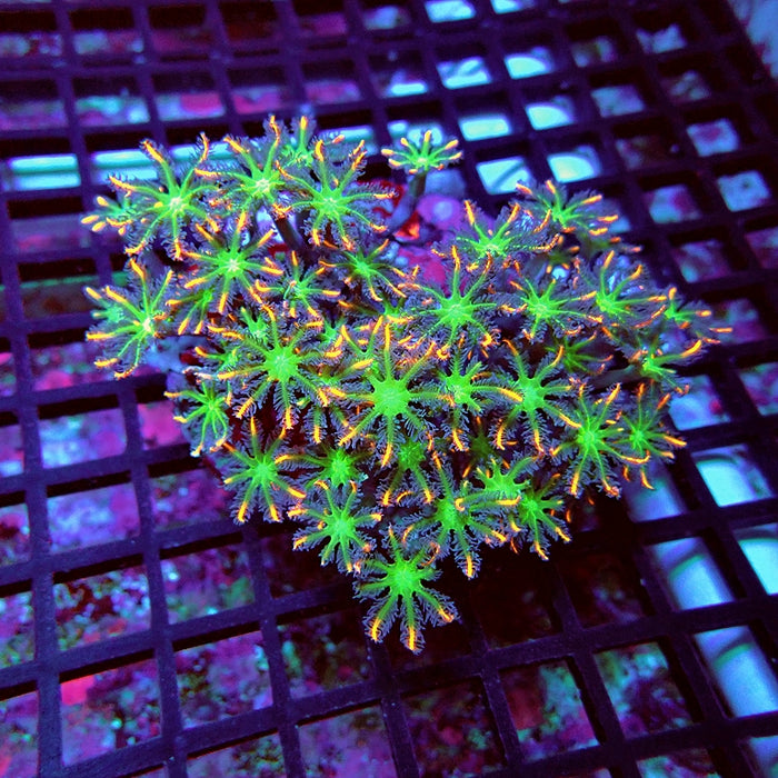 Cornularia Papaya Colony