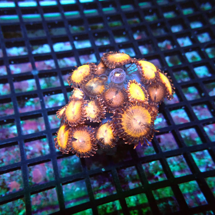 Ultra Zoas Colony