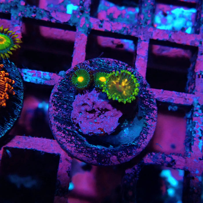 Ultra Zoas Frag