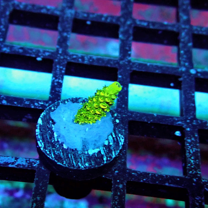 Sunset Millepora Acro