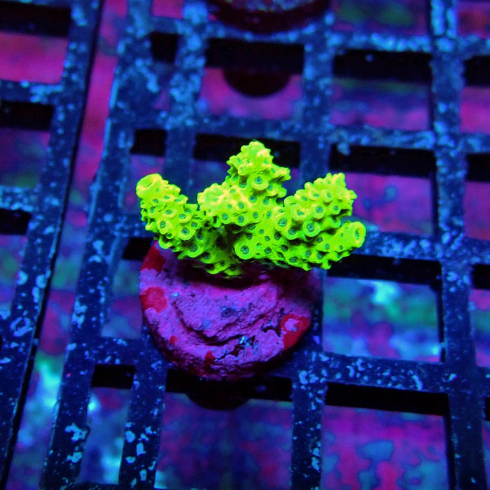 Sunset Millepora Acro