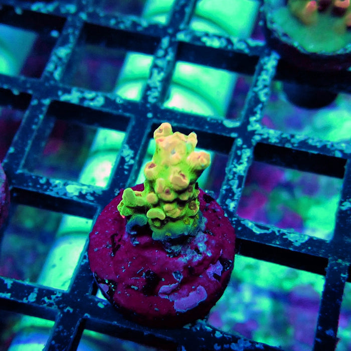 Aquaculture Frag Acro