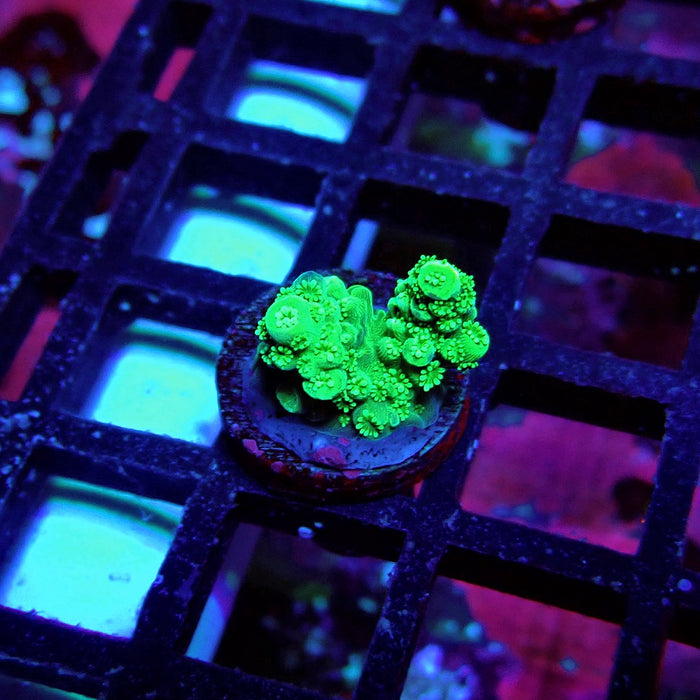 Green Florida Acro