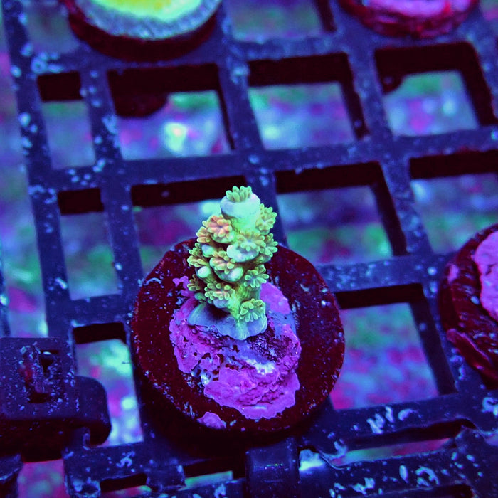 Aquaculture Frag Acro