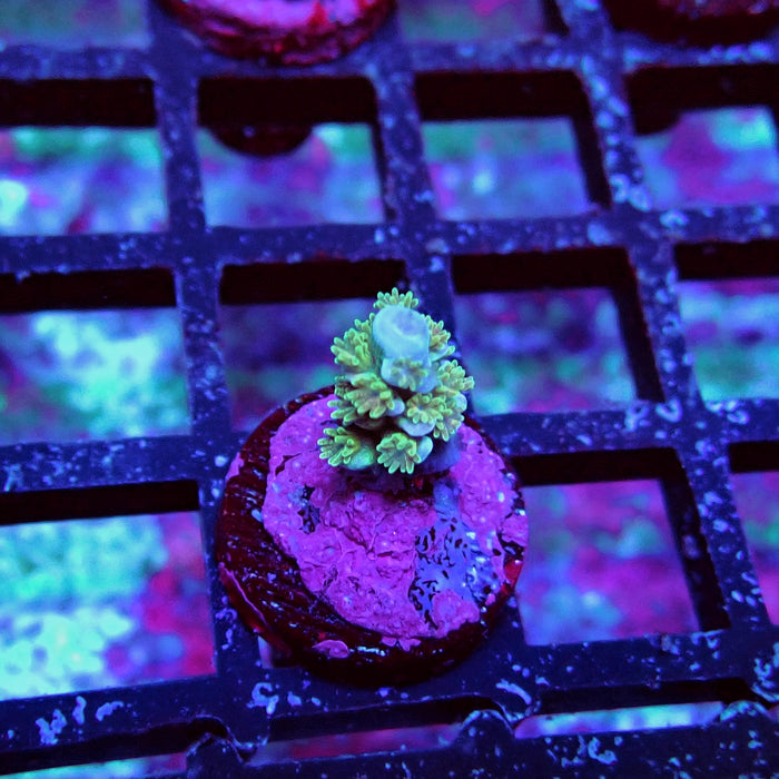 Aquaculture Frag Acro