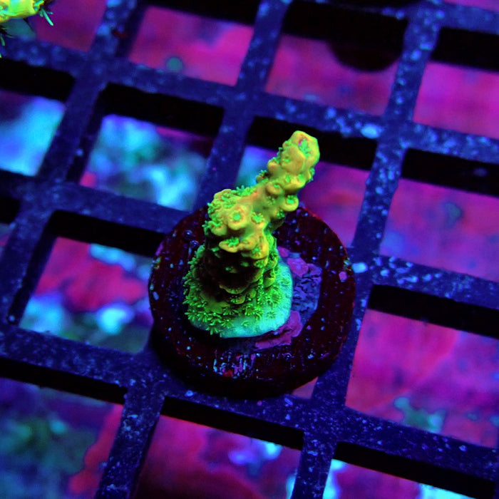 Aquaculture Frag Acro