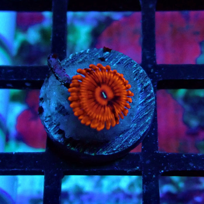 Ultra Red Zoas Frag