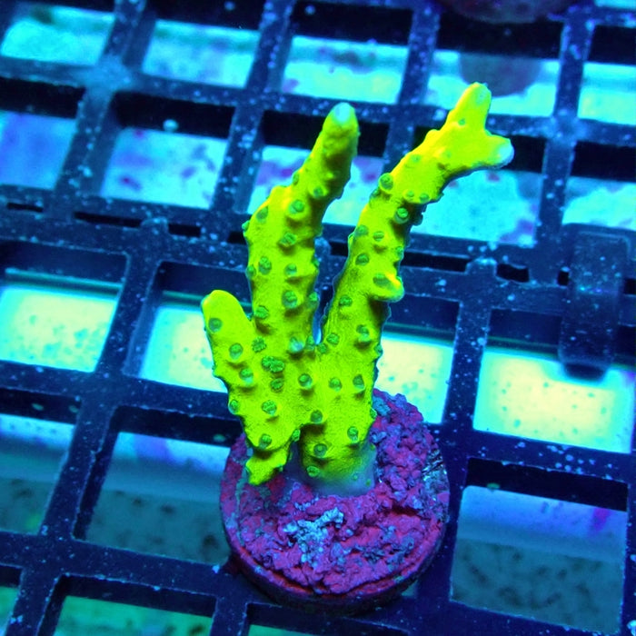 Anacropora Mustard