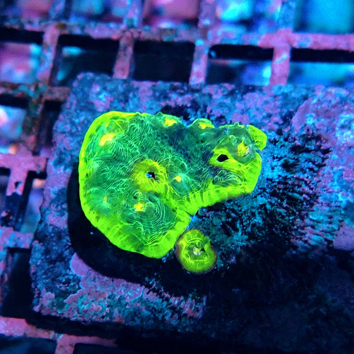 Bright Green Platygyra