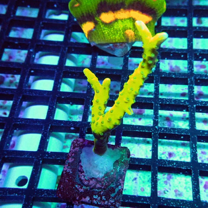 Anacropora Mustard
