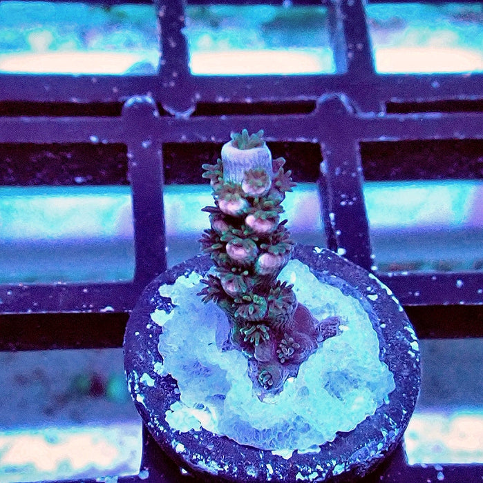 Tenuis Blue-Green Pink Scale