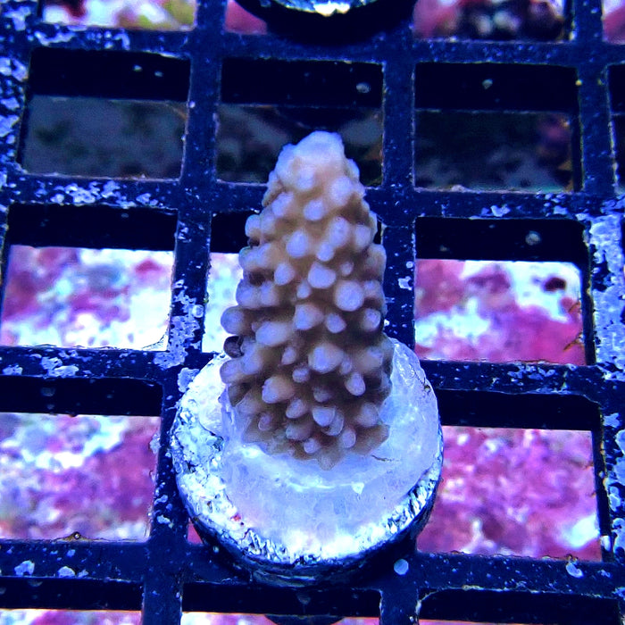 Blue Slimer Acro Frag