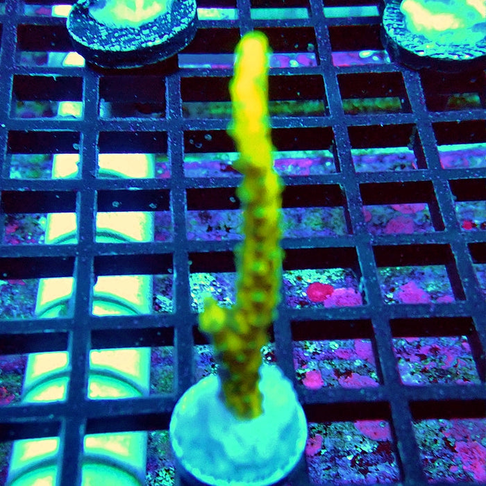 Anacropora Mustard
