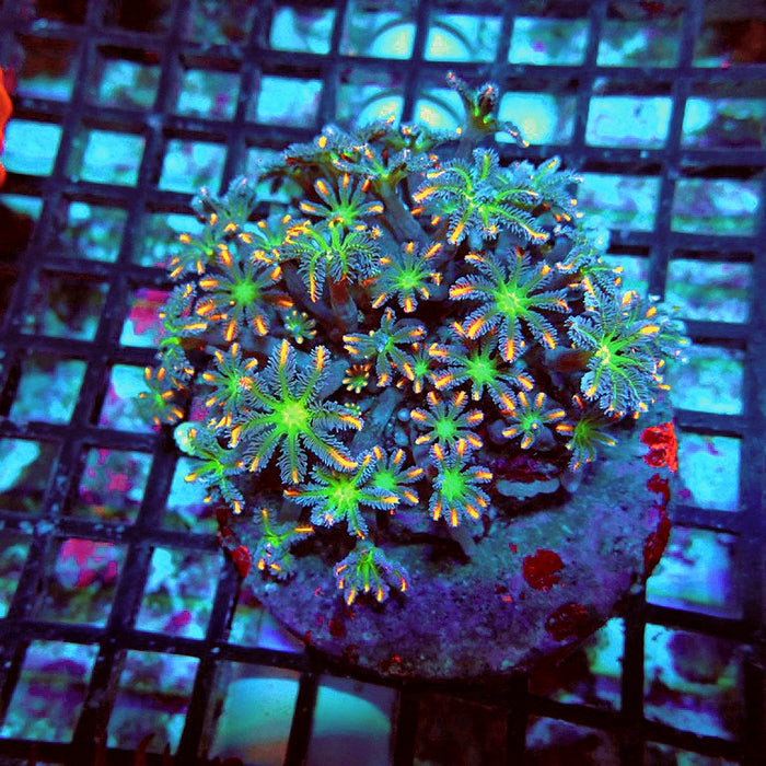 Cornularia Rainbow Premium Colony