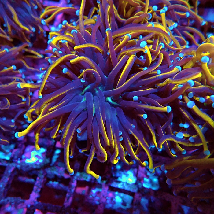 Euphyllia Black Tiger Torch