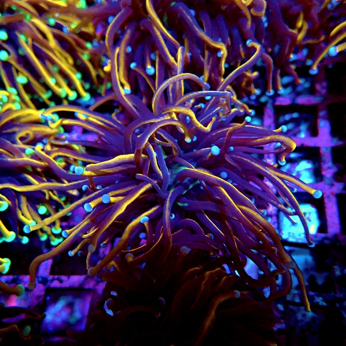 Euphyllia Black Tiger Torch