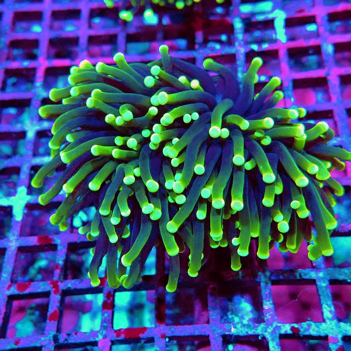 Euphyllia Rasta Torch
