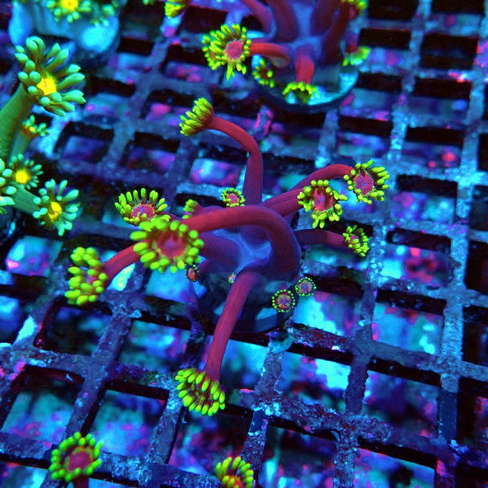 Goniopora Dark Pink Green XL Polyps