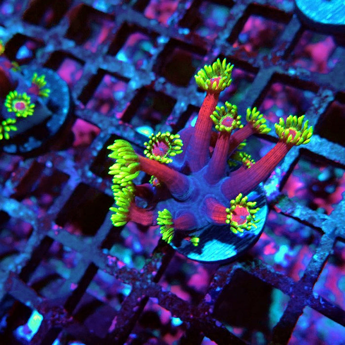 Goniopora Dark Pink Green XL Polyps