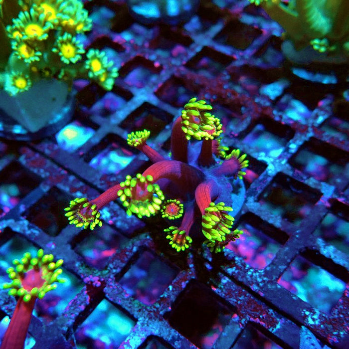 Goniopora Dark Pink Green XL Polyps