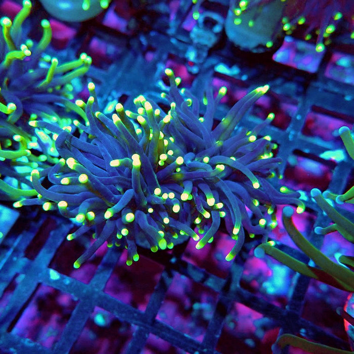 Euphyllia Alien Eye Torch Premium