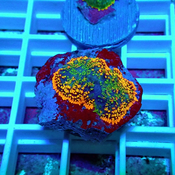 Super Rainbow Rhodactis