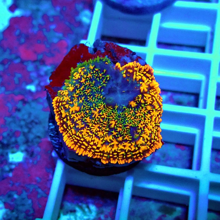 Super Rainbow Rhodactis