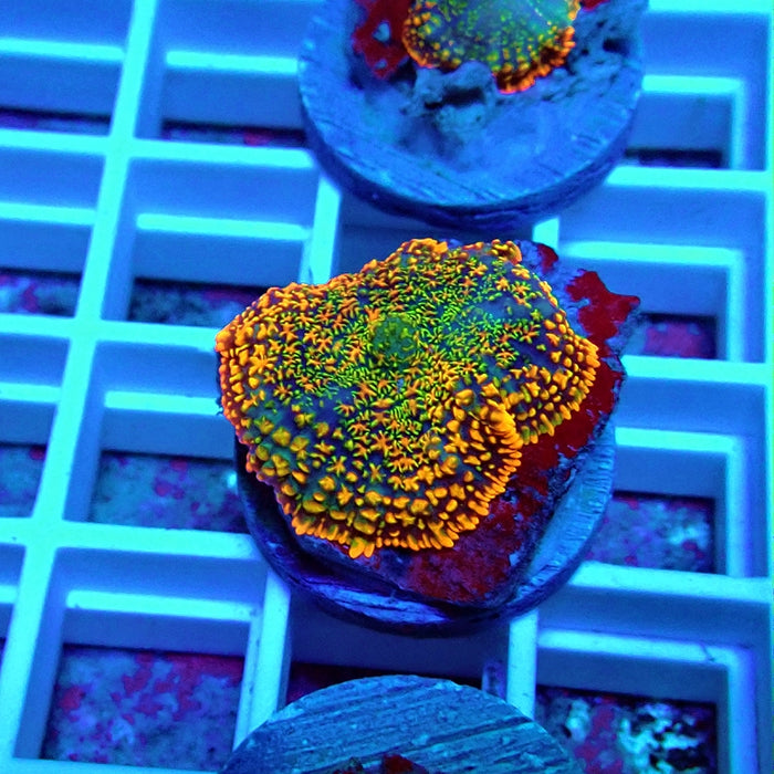 Super Rainbow Rhodactis