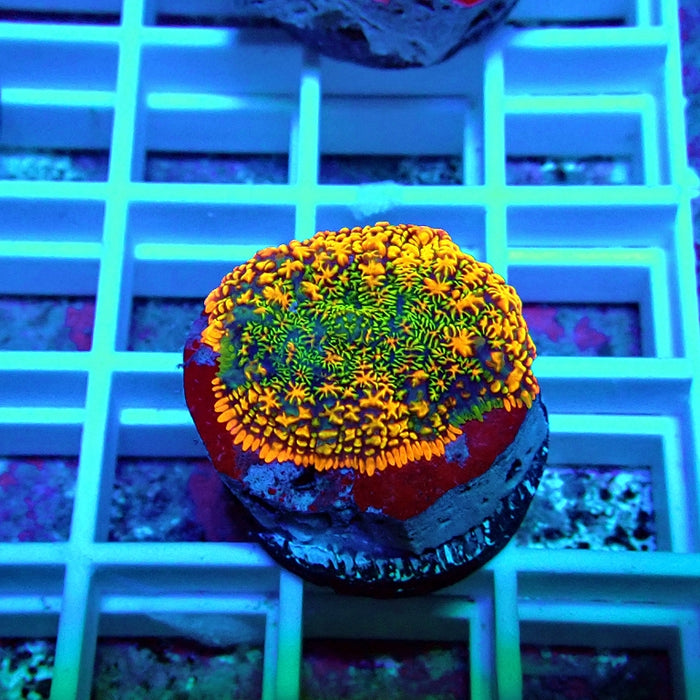 Super Rainbow Rhodactis