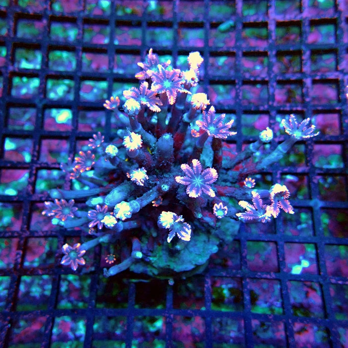 Clove Polyps Premium Colony