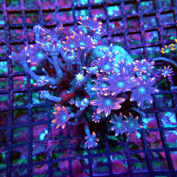 Clove Polyps Premium Colony