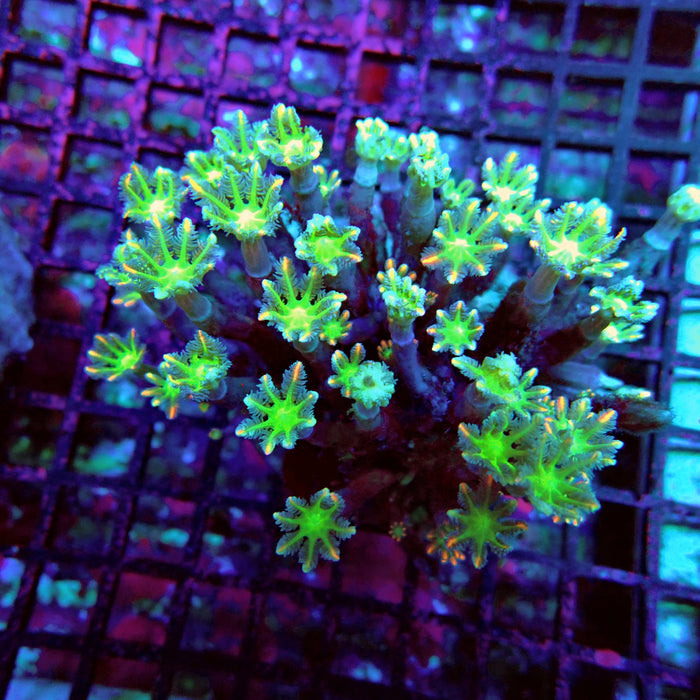 Clove Polyps Premium Colony