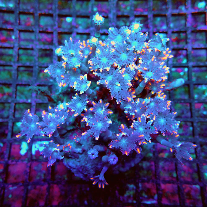 Clove Polyps Premium Colony