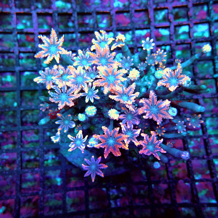 Clove Polyps Premium Colony
