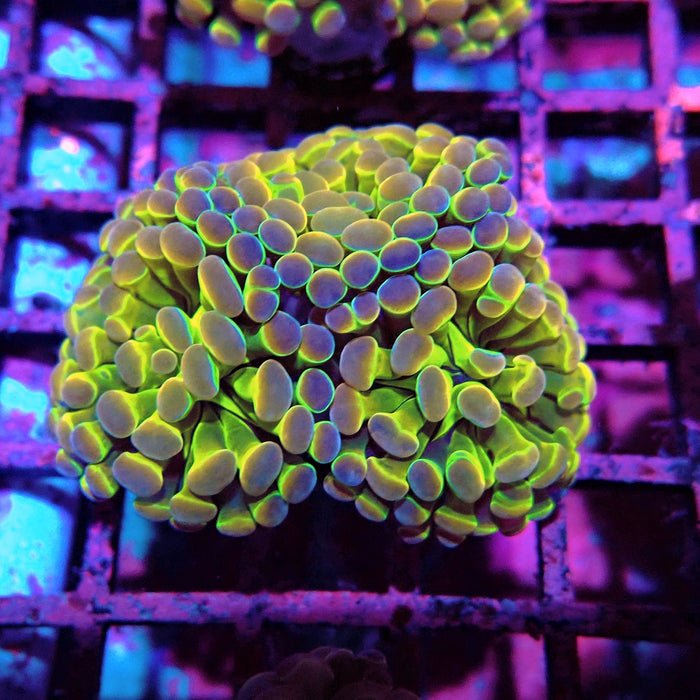 Premium Hologram Branch Hammer Euphyllia